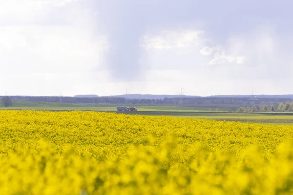 Κίτρινο Ανθοφόροι Αγροί Της Ελαιοκράμβης Στο Δρόμο Όπου Πηγαίνουν Φορτηγά — Φωτογραφία Αρχείου