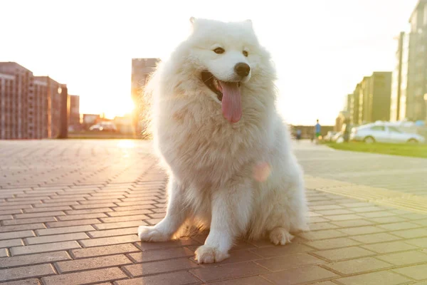 美しい白い犬が街のブロックの背景に歩道に座っています — ストック写真