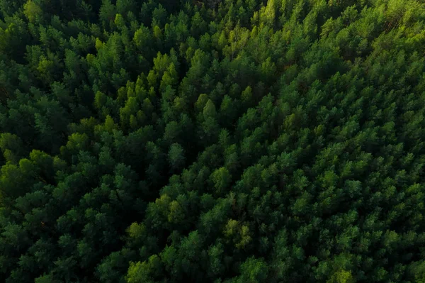 Een Schilderstuk Van Een Quadrocopter Van Groene Boom Kronen Zomer — Stockfoto