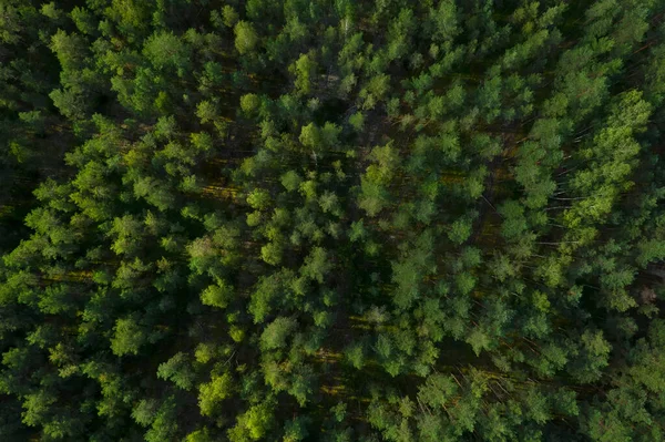 Φωτογραφία Από Τετρακόπτερο Πράσινων Κορωνών Δέντρων Καλοκαίρι — Φωτογραφία Αρχείου