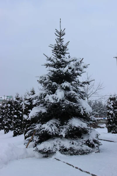 Świerk Zima Cis Pod Śniegiem Ogrodzie Zimno Pochmurny Dzień — Zdjęcie stockowe