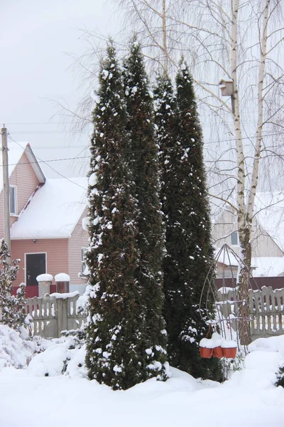 Drzewek Zimę Cis Śniegu Jak Zawsze Białorusi Tym Okresie Ponury — Zdjęcie stockowe