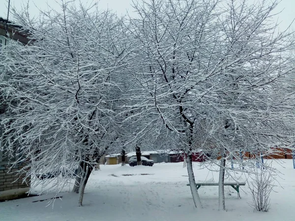 Zimowy Mróz Mglisty Jabłoni Pokryte Szronem — Zdjęcie stockowe