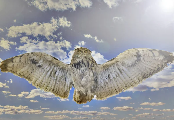 England Lancashire owl bird on a blue sky background with  white clouds