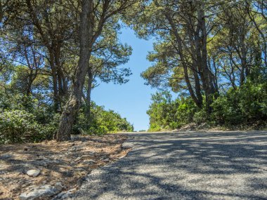 Hırvatistan Island Pasman üstündeki önde gelen yeşil ağaçların arasındaki yol.