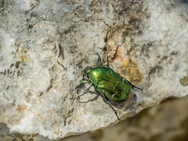 Closeup of shiny green june beetle crowling on rocks.