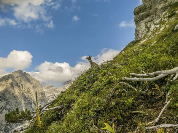 Slovence Alps çalıların arasından alpinists bakarak dağ Oğlak.