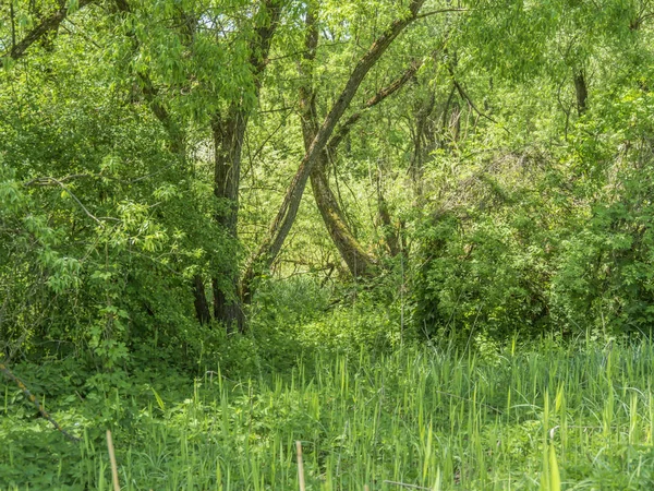 Green vegetation and bushes all arround the swamp.