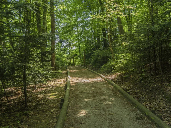 Güzel Sakin Yeşil Orman Yolundan Hiking — Stok fotoğraf