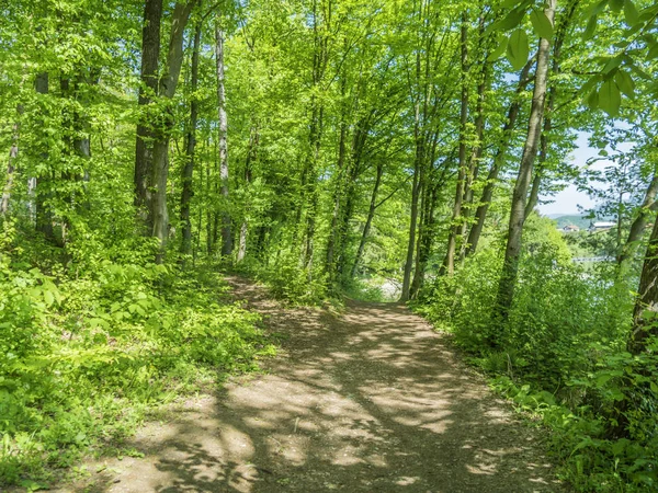 Güzel Sakin Yeşil Orman Yolundan Hiking — Stok fotoğraf