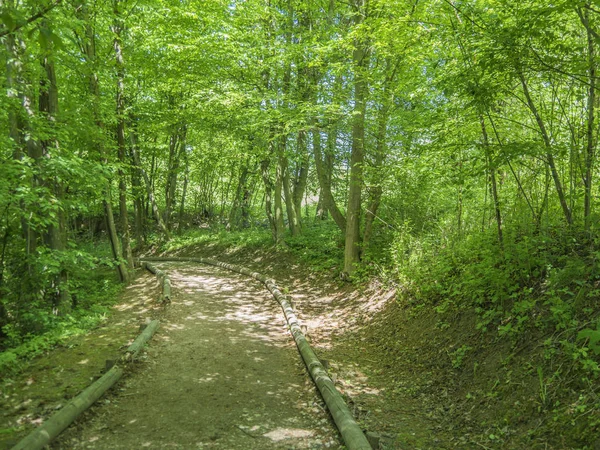Güzel sakin yeşil orman yolundan hiking.