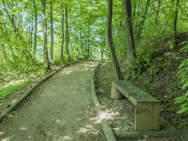 Tezgah Ile Güzel Sakin Yeşil Orman Yolundan Hiking — Stok fotoğraf