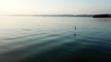 Hava: martılar sahil Pasman Adası'nda güzel bir akşam sunset Bulvarında peşinde. Tatile Adriyatik Denizi'nde Akdeniz kıyı şeridi vurdu..