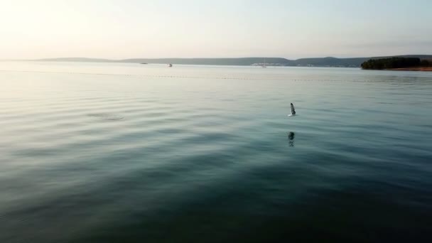 Luchtfoto Chasing Meeuwen Mooie Avond Zonsondergang Het Eiland Van Kust — Stockvideo