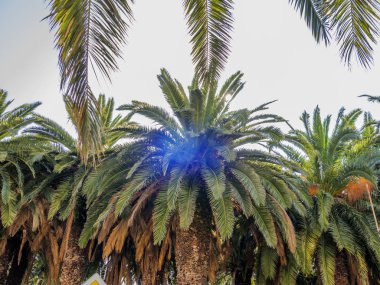 Güzel palmiye ağaçları ile güneş objektif güneş fişekleri yapmak arka planda.