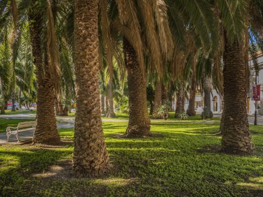 Güzel yeşil palmiye ağaçları park beyaz banklar ile.