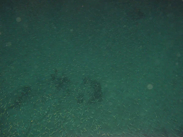 Bir ada kıyısında terk edilmiş mağarada gizli küçük bebek balıklar.