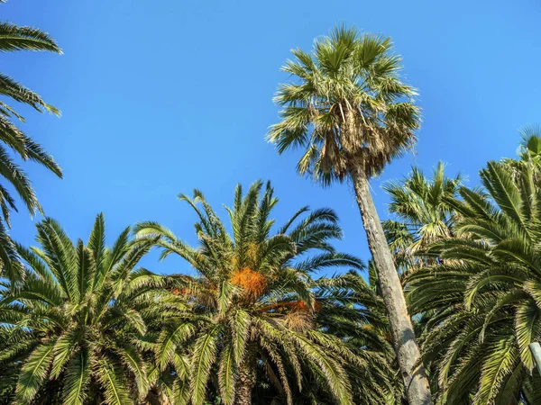 Beautiful green palm trees with blue sky in background.