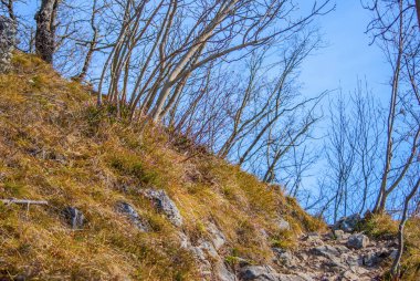 Tepenin üst önde gelen orman taşlı yolu.