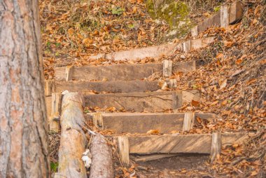 Orman yolu üzerinde ahşap merdiven.