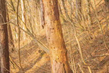 Bir çeşit ağaç hastalık musallat çam ağacı.