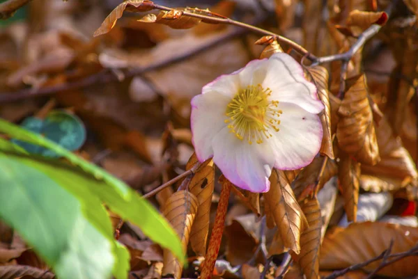 Taşımak Helleborus orman çiçek.