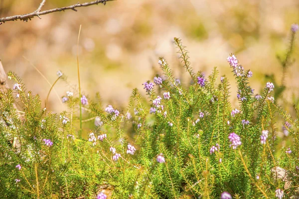Erica carnea orman çiçekler.