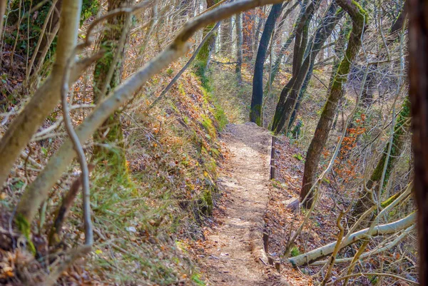 Tepenin Üst Önde Gelen Orman Yolu — Stok fotoğraf