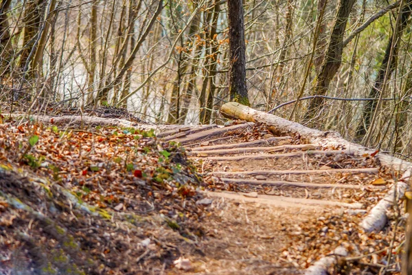 Orman yolu hiking merdivende.