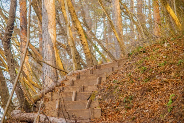 Orman Yolu Üzerinde Ahşap Merdiven — Stok fotoğraf
