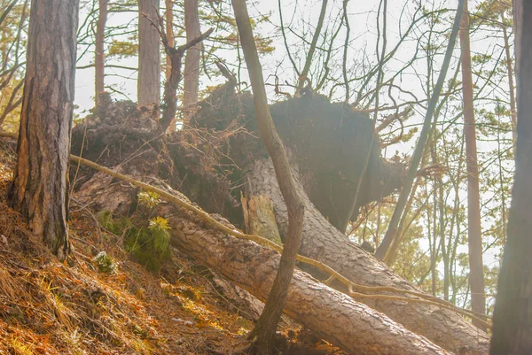 Düşmüş ağaçların kökleri. Sert rüzgarlar düşmeye çam ağaçlarının bir sürü neden oldu..