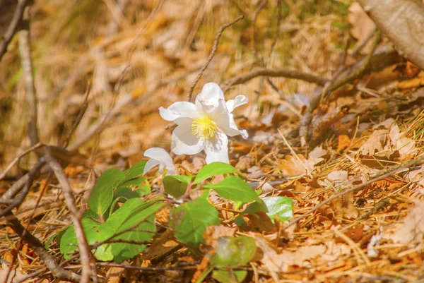 Taşımak Helleborus orman çiçek.