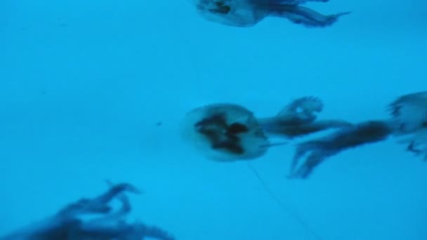 Closeup Jellyfishes Beautiful Blue Water Blue Cave Island Vis Filmed — Stock Video