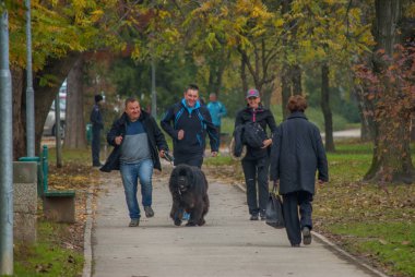 Lasko, Slovenya, 11.11.2017, sadaka çalıştırmak: çift çalışan büyük köpekle.