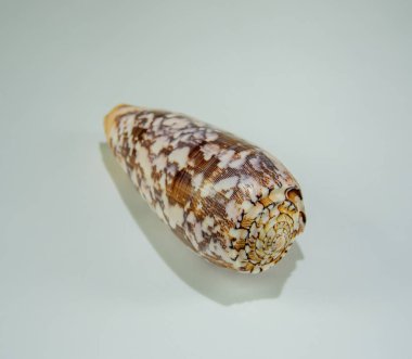 Büyük güzel seashell closeup beyaz