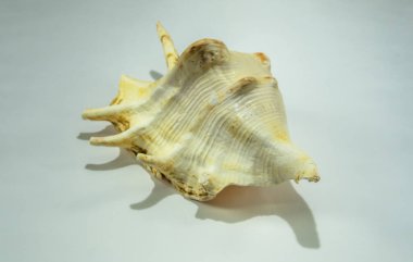 Büyük güzel seashell closeup beyaz