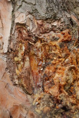 Ağaç kabuğu kuru reçine doku closeup ile