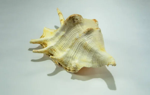 Büyük güzel seashell closeup beyaz