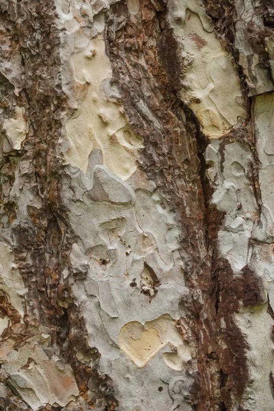 Kahverengi Beyaz Ağaç kabuğu doku portre