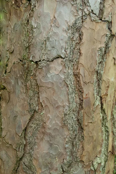 Kahverengi Beyaz Ağaç kabuğu doku portre