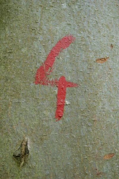 Kırmızı orman yolu yanında ağaç kabuğu üzerinde işaretleme.