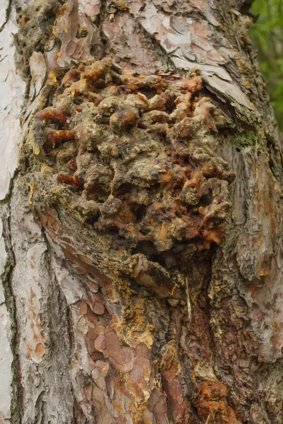 Ağaç kabuğu kuru reçine doku closeup ile