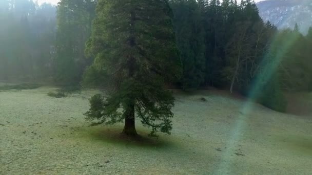 Aéreo Drone Voando Redor Sequoia Sequoia Sempervirens Árvores Manhã Sol — Vídeo de Stock