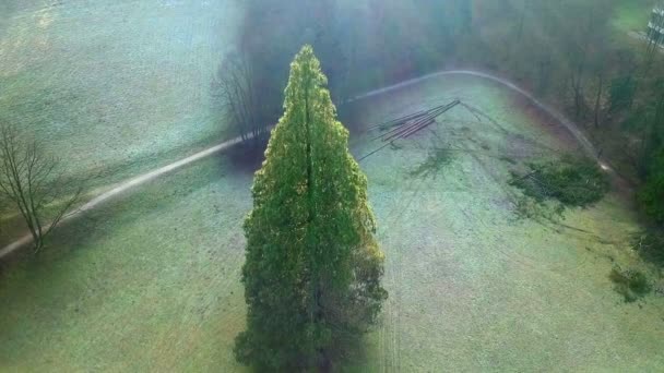 Aerial Drone Flying Sequoia Sequoia Sempervirens Tree Cold Winter Morning — Stock Video