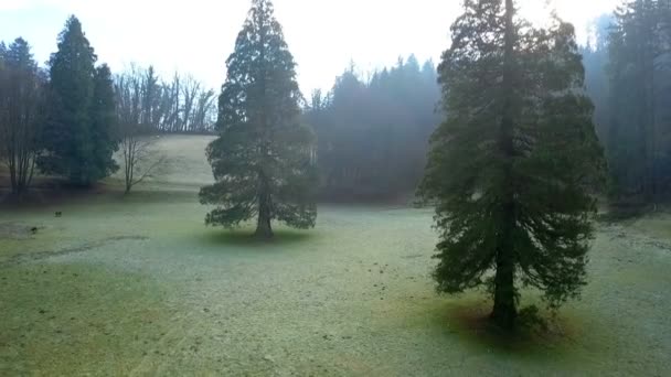 Aéreo Drone Voando Frente Sequoia Sequoia Sempervirens Árvores Manhã Sol — Vídeo de Stock