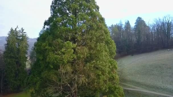 Légi Drone Emelő Fel Hatalmas Sequoia Előtt Hideg Téli Reggelen — Stock videók