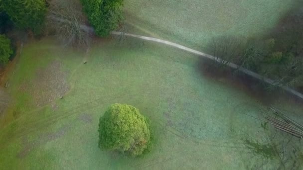 Antenn Drone Flyger Över Sequoia Sempervirens Sekvojaträd Kall Vintermorgon — Stockvideo