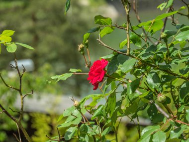 bitkiler ve çiçekler