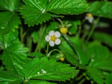 bitkiler ve çiçekler