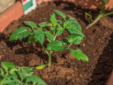 bitkiler ve çiçekler